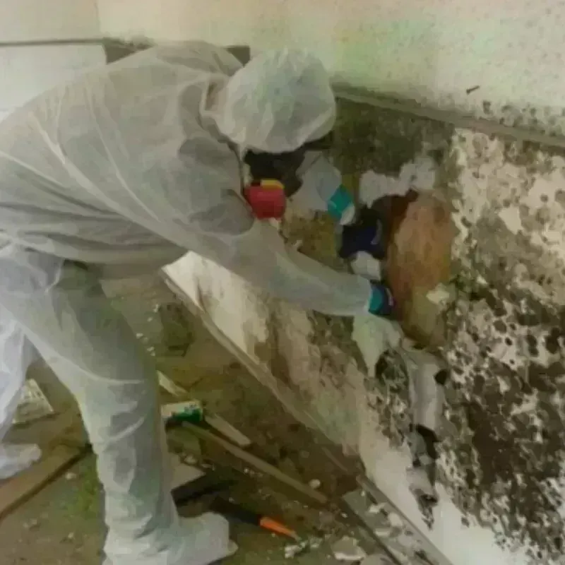 Mold Remediation and Removal in Lexington, TN